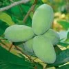 Asimina 'Mango' Paw Paw -Botanical Bliss v2586
