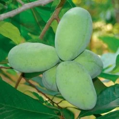 Asimina 'Mango' Paw Paw