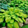 Hosta 'Stained Glass' Plantain Lily 2 Hosta 'Stained Glass' Plantain Lily -Botanical Bliss v2587