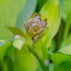 Hosta 'Stained Glass' Plantain Lily -Botanical Bliss v2587 2