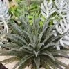 Mangave Mad About Mangave® 'Pineapple Express' 2 Mangave Mad About Mangave® 'Pineapple Express' -Botanical Bliss v2588