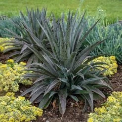 Mangave Mad About Mangave® 'Pineapple Express' 10 Mangave Mad About Mangave® 'Pineapple Express' -Botanical Bliss v2588 1