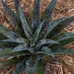 Mangave Mad About Mangave® 'Pineapple Express' 11 Mangave Mad About Mangave® 'Pineapple Express' -Botanical Bliss v2588 2