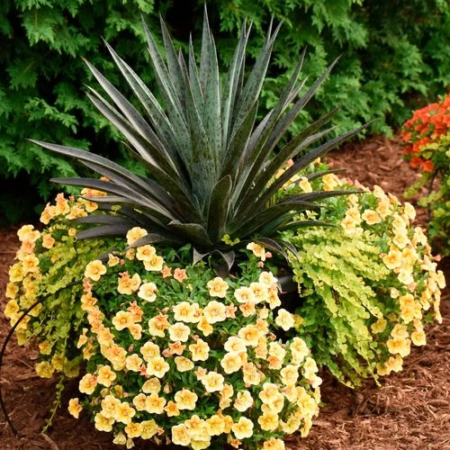 Mangave Mad About Mangave® 'Pineapple Express' 6 Mangave Mad About Mangave® 'Pineapple Express' - Image 4