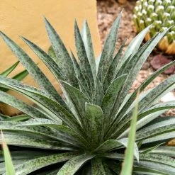 Mangave Mad About Mangave® 'Pineapple Express' 13 Mangave Mad About Mangave® 'Pineapple Express' -Botanical Bliss v2588 4