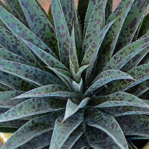 Mangave Mad About Mangave® 'Pineapple Express' 8 Mangave Mad About Mangave® 'Pineapple Express' - Image 6