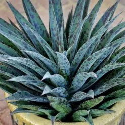 Mangave Mad About Mangave® 'Pineapple Express' 15 Mangave Mad About Mangave® 'Pineapple Express' -Botanical Bliss v2588 6