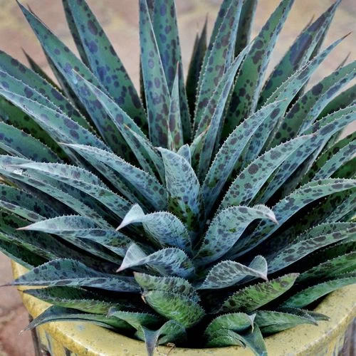 Mangave Mad About Mangave® 'Pineapple Express' 9 Mangave Mad About Mangave® 'Pineapple Express' - Image 7