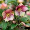 Helleborus HGC® Ice N' Roses® Dark Picotee Hellebore -Botanical Bliss v2589