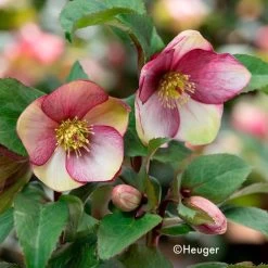 Helleborus HGC® Ice N' Roses® Dark Picotee Hellebore