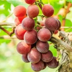 Vitis 'Catawba' Red Grape