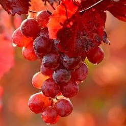 Vitis 'Catawba' Red Grape -Botanical Bliss v2591 2