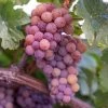 Vitis 'Reliance' Red Seedless Grape 1 Vitis 'Reliance' Red Seedless Grape -Botanical Bliss v2595