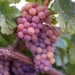 Vitis 'Reliance' Red Seedless Grape