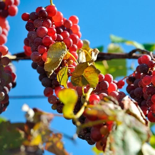 Vitis 'Reliance' Red Seedless Grape 4 Vitis 'Reliance' Red Seedless Grape - Image 2