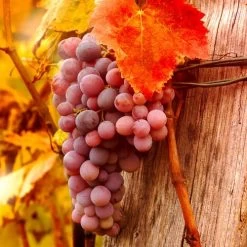 Vitis 'Reliance' Red Seedless Grape 7 Vitis 'Reliance' Red Seedless Grape -Botanical Bliss v2595 2