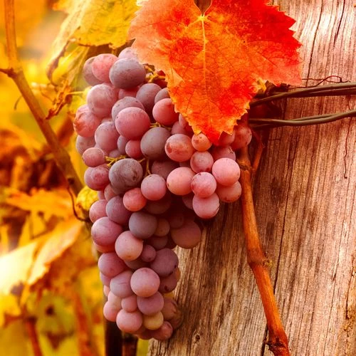 Vitis 'Reliance' Red Seedless Grape 5 Vitis 'Reliance' Red Seedless Grape - Image 3