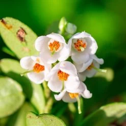 Vaccinium Koralle Lingonberry 7 Vaccinium Koralle Lingonberry -Botanical Bliss v2597 2