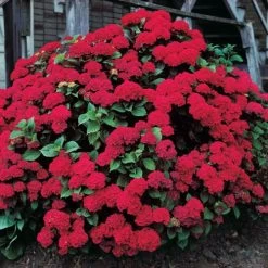 Hydrangea 'Glowing Embers' Bigleaf Hydrangea -Botanical Bliss v2598 2