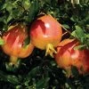 Punica 'Sochi' Dwarf Pomegranate -Botanical Bliss v2599