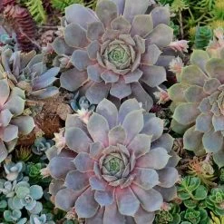 Sempervivum 'Pacific Blue Ice' Hens & Chicks