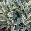 Stachys 'Helene Von Stein' Lambs Ear -Botanical Bliss v2601
